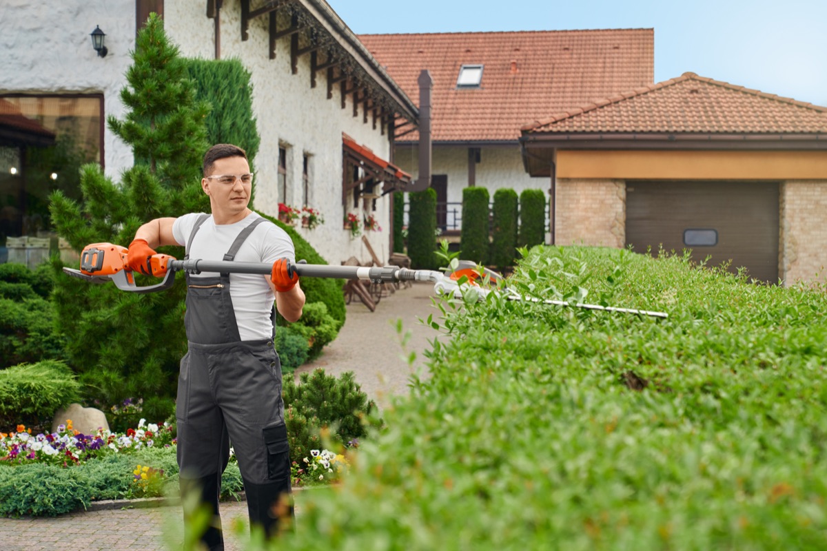 Landscaper carefully trimming a tall hedge at a residential property